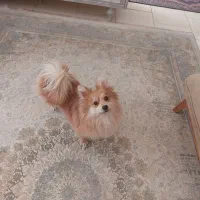 سگ پامر روباهی