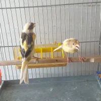 قناری نرماده جوان تازه نفس