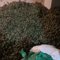 خانه روستایی در گلجین وده پونزده باغ و مزرعه گردو|فروش خانه و ویلا|قره پشتلو, |دیوار