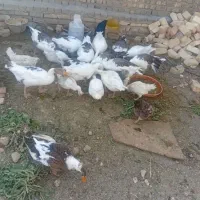 غاز|پرنده|قنوات, |دیوار