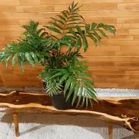 جلو مبلی و عسلی با چوب درختی طبیعی|مبلمان خانگی و میز عسلی|خرمشهر, |دیوار