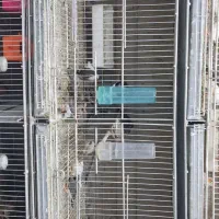 فنچ|پرنده|پرند, فاز ۱|دیوار