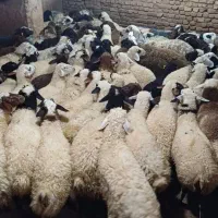 زیر قیمت بازار خریدکنید مستقیم ازدامدار بدون دلال|حیوانات مزرعه|تهران, افسریه شمالی|دیوار