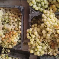انگور آب گیری