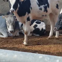 گوساله کردی دورگ لاغر فروشی|حیوانات مزرعه|تهران, مسعودیه|دیوار