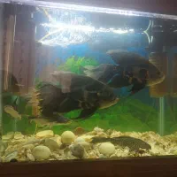 ماهی اسکار و پنگوسی لجنخوار معاوضه با سهره و قناری|ماهی|بومهن, |دیوار