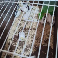 بلدرچین مینیاتوری|پرنده|قائن, |دیوار