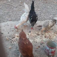 مرغ و خروس گلین