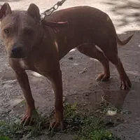 پیتبول ماده