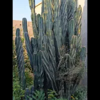 فروش درخت کاکتوس در بادوله. کاکی