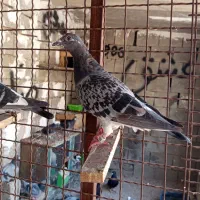 ۱۰عدد پلاکی|پرنده|بوشهر, |دیوار