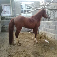 فروش اسب و معاوضه