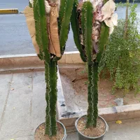 گل و گیاه|گل و گیاه طبیعی|شیراز, شاهچراغ|دیوار