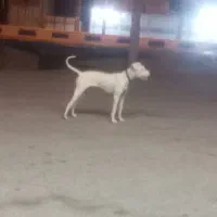 سگ شکاری