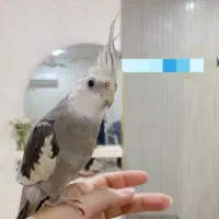 عروس هلندی گم شده