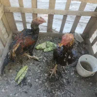 خروس قربانی جوان