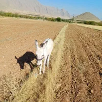 کره نر خر پنج ماهه|حیوانات مزرعه|شازند, |دیوار