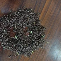 بزرک تمیز و درجه یک