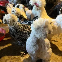 فروش مرغ خروس سلطان لهستانی و پلند و برهما