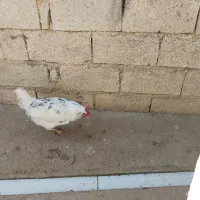 خروس گلین|حیوانات مزرعه|سرپل ذهاب, |دیوار