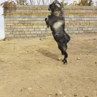 بز نر نژاد سانن