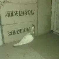 کبوتر رنگی سینه