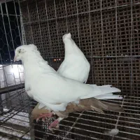 جفت دمبی نروماده