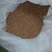 گندم