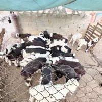 میش داشتی