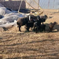 ۳ راس گوسفند