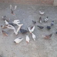 کبوتر فروشی