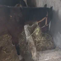 اسب کرد|حیوانات مزرعه|اردبیل, |دیوار