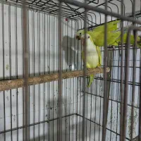 راهب آماده آماده|پرنده|بابل, |دیوار