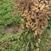 سرکارگرهستم