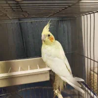 جوجه عروس هلندی|پرنده|اندیشه, اندیشه فاز ۱|دیوار