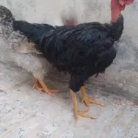 خروس