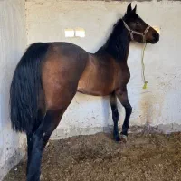 کره اسب مادیون شش دانگ|اسب و تجهیزات اسب‌سواری|فسا, |دیوار