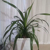 گل پاندانوس آمریکایی آلوئه ورا سانسوریا پاکوتاه