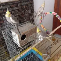 عروس هلندی
