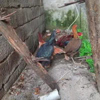 مرغ و خروس لاری|حیوانات مزرعه|رشت, جانبازان|دیوار