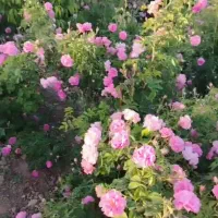 تور صبحانه قمصر خراسان