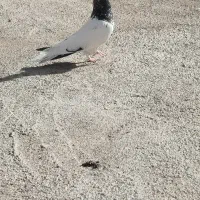 کله سیاه|حیوانات|نیشابور, مازول|دیوار