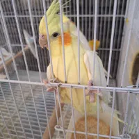 عروس هلندی با ۴تا جوجه|پرنده|شیراز, تندگویان|دیوار