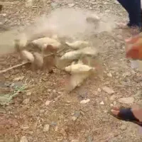 ماهی کپور و ماهی سفید|ماهی|شهرکرد, |دیوار