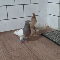 کله ای و طوقی|پرنده|دزفول, |دیوار