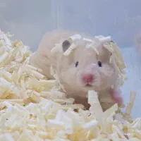 همستر|موش و خرگوش|بهبهان, |دیوار