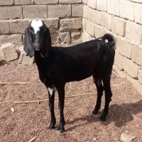 فروش بز
