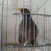 مرغ مینا