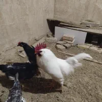 خروس سفید|حیوانات مزرعه|یزد, |دیوار