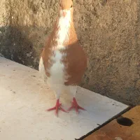 کبوتر کفتر شهری رنگی